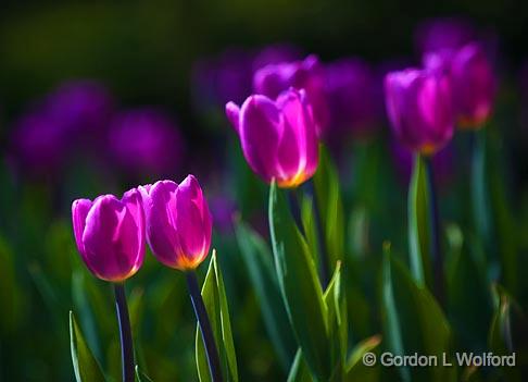 Backlit Purple Tulips_25202.jpg - Photographed at the 2011 Canadian Tulip Festival in Ottawa, Ontario, Canada.